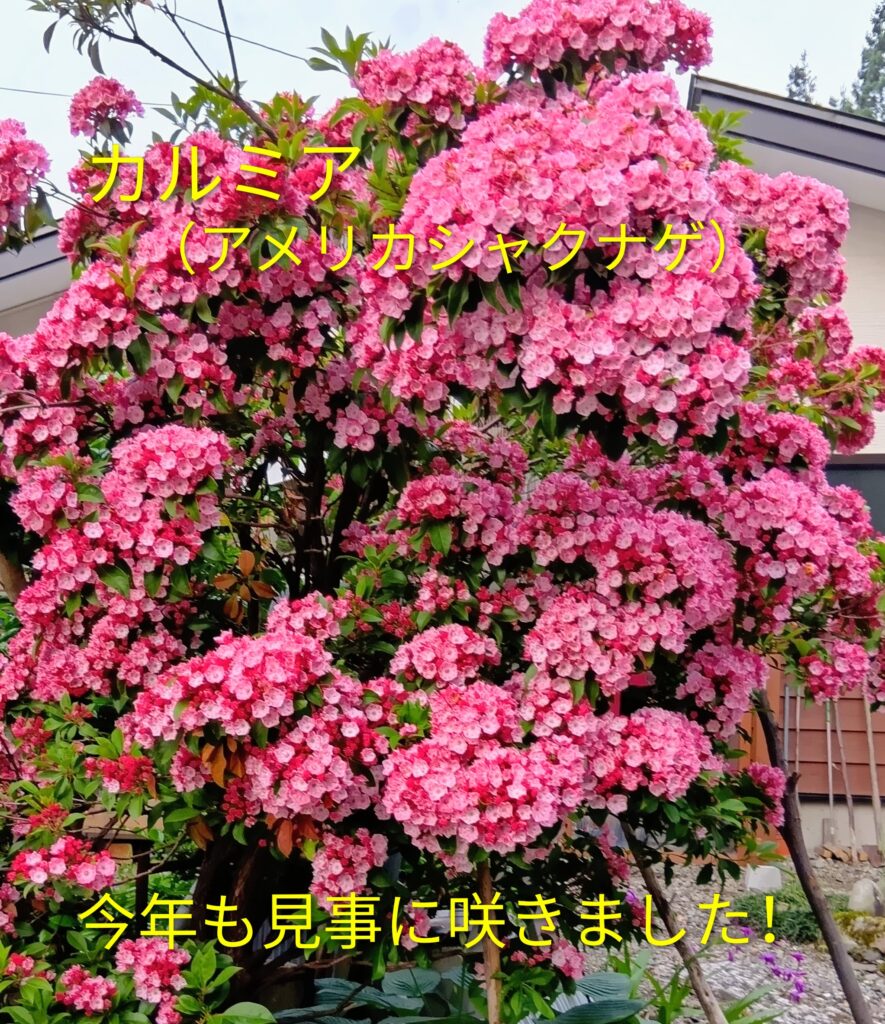 今年も見事に咲きました